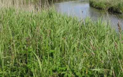 VENTE D’HERBE A FAUCHER