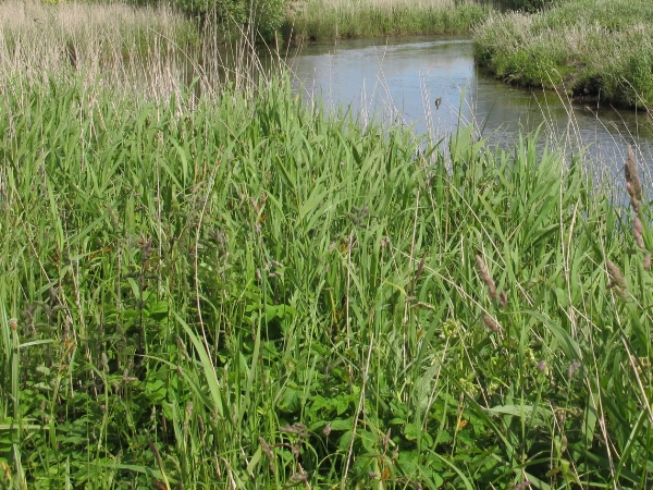 VENTE D&rsquo;HERBE A FAUCHER