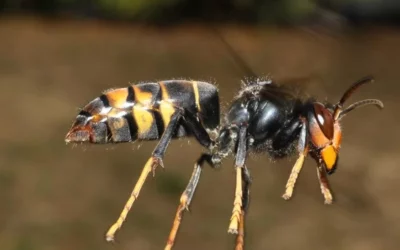 PIÉGEAGE DU FRELON À PATTES JAUNES