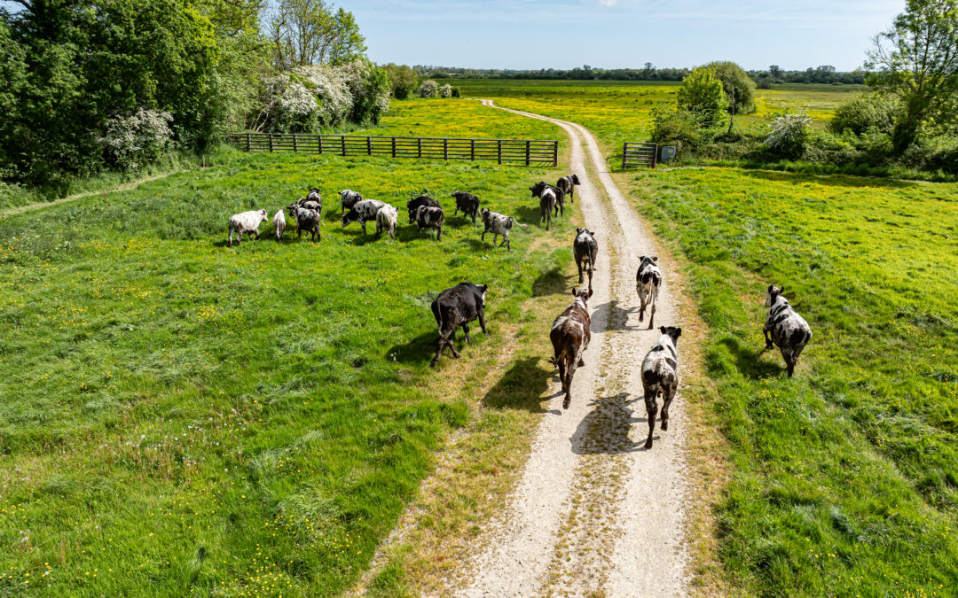 A la découverte de l&rsquo;histoire des marais communaux